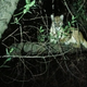 Illustration for article titled My Dog Treed A Mountain Lion